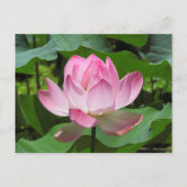 Roze Lotus Bloom Briefkaart (Voorkant)