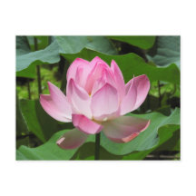 Roze Lotus Bloom