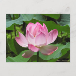Roze Lotus Bloom Briefkaart