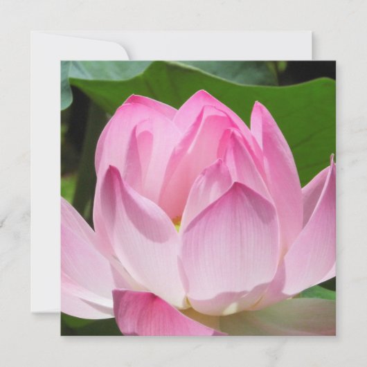 Roze Lotus Bloom Feestdagenkaart (Voorkant)