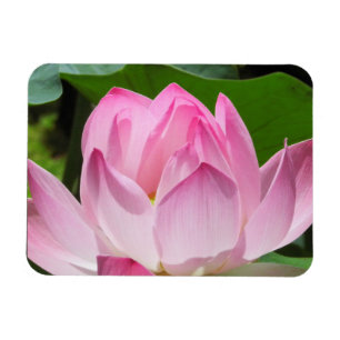 Roze Lotus Bloom Magneet
