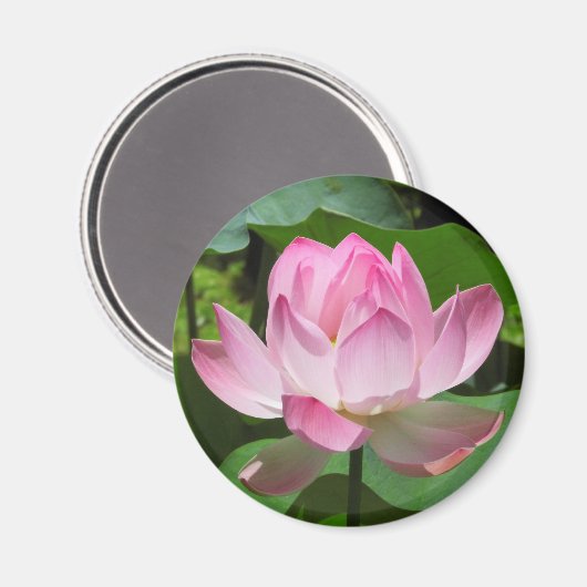 Roze Lotus Bloom Magneet (Voorkant / Achterkant)