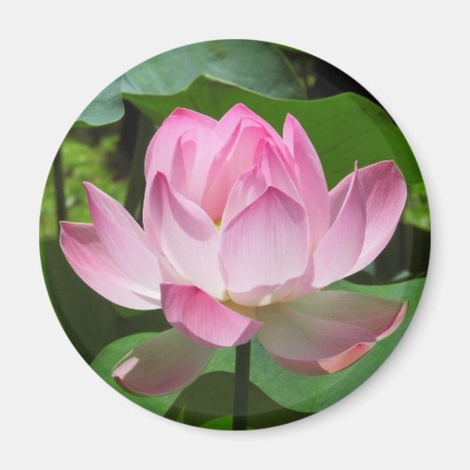 Roze Lotus Bloom Magneet (Voorkant)