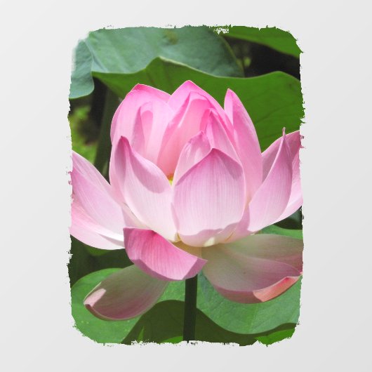 Roze Lotus Bloom Raamsticker (Vel)
