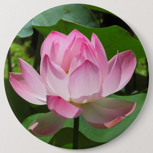 Roze Lotus Bloom Ronde Button 6,0 Cm (Voorkant)