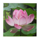 Roze Lotus Bloom Tegeltje (Voorkant)