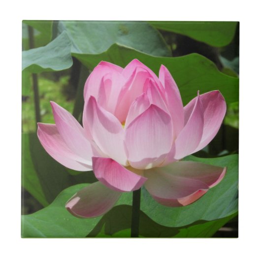 Roze Lotus Bloom Tegeltje (Voorkant)