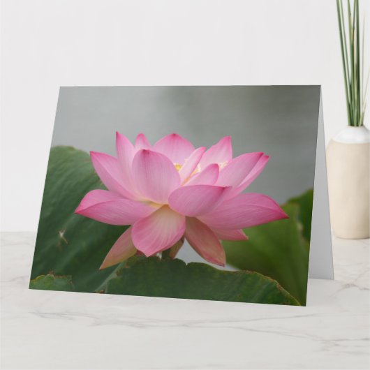Roze Lotus Blossom Kaart (Voorkant)