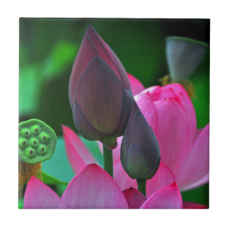 Roze Lotus Blossom Tegeltje
