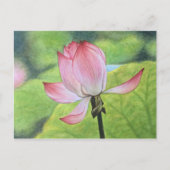 Roze Lotus Briefkaart (Voorkant)