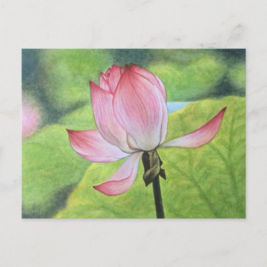 Roze Lotus Briefkaart (Voorkant)