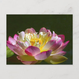 Roze Lotus Briefkaart