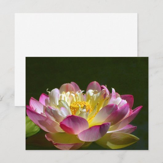 Roze Lotus Briefkaart (Voorkant / Achterkant)