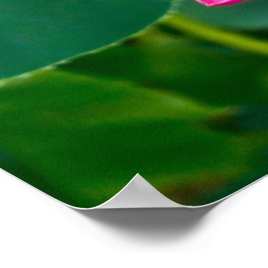 Roze Lotus Couple Inspiration Pair Pond Green Leaf Poster (Hoek)