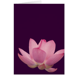 Roze Lotus Flower