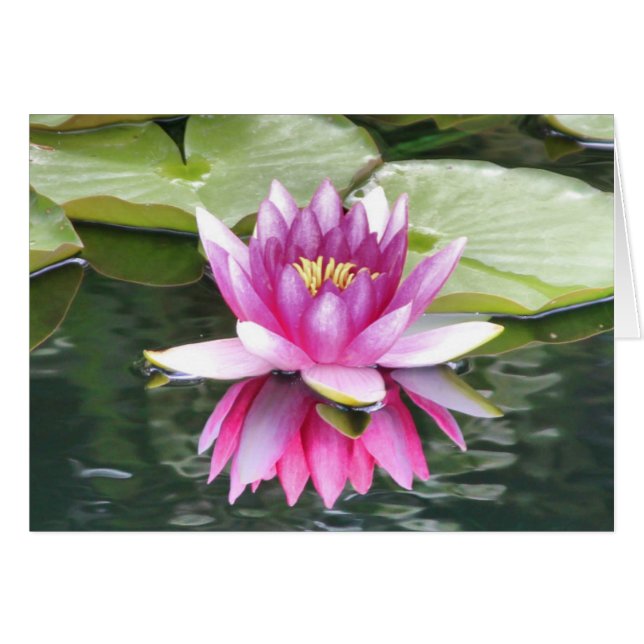 Roze Lotus Flower (Voorkant Horizontaal)