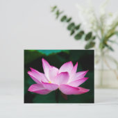 Roze Lotus Flower Briefkaart (Staand voorkant)