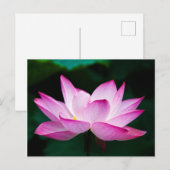 Roze Lotus Flower Briefkaart (Voorkant / Achterkant)