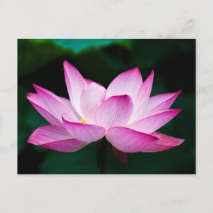 Roze Lotus Flower Briefkaart