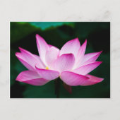 Roze Lotus Flower Briefkaart (Voorkant)