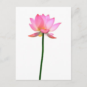 Roze Lotus Flower Briefkaart