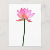 Roze Lotus Flower Briefkaart (Voorkant)