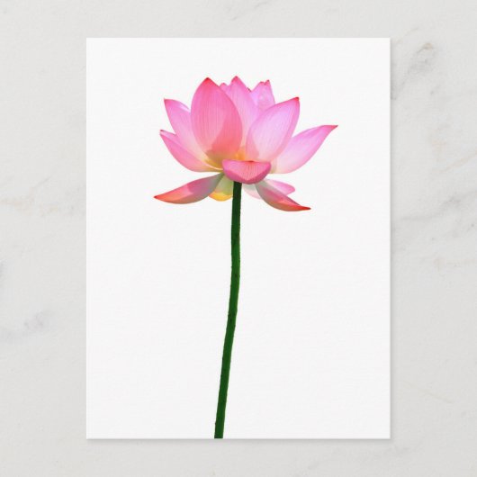 Roze Lotus Flower Briefkaart (Voorkant)