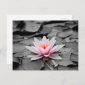 Roze Lotus Flower Briefkaart (Voorkant / Achterkant)