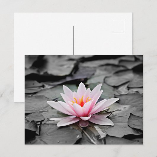 Roze Lotus Flower Briefkaart (Voorkant / Achterkant)
