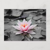 Roze Lotus Flower Briefkaart (Voorkant)