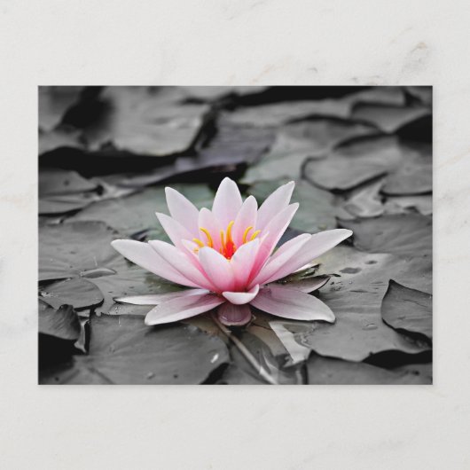 Roze Lotus Flower Briefkaart (Voorkant)