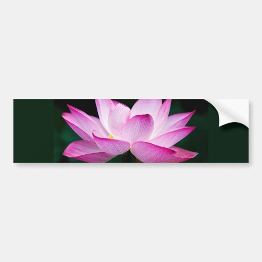 Roze Lotus Flower Bumpersticker (Voorkant)