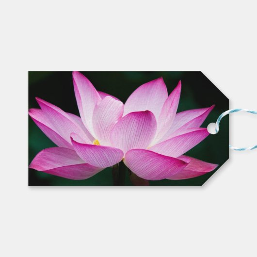 Roze Lotus Flower Cadeaulabel (Voorkant (Horizontaal))