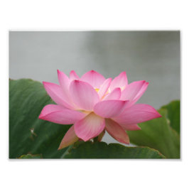 Roze Lotus flower Foto Afdruk