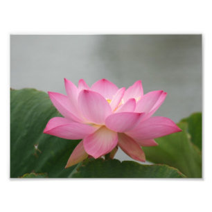 Roze Lotus flower Foto Afdruk