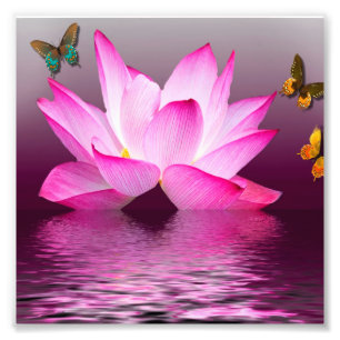 Roze Lotus Flower Foto Afdruk