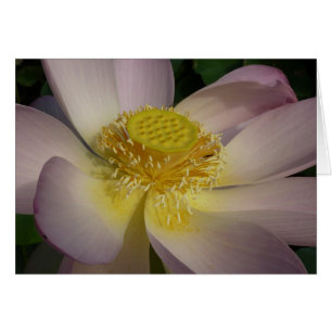 Roze Lotus Flower I Summer Floral