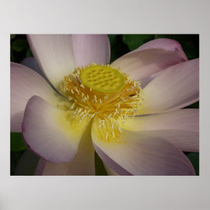 Roze Lotus Flower I Summer Floral Poster