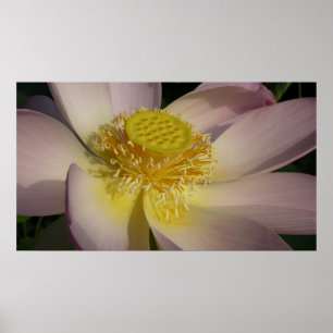 Roze Lotus Flower I Summer Floral Poster