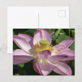 Roze Lotus Flower II Summer Floral Briefkaart (Voorkant / Achterkant)