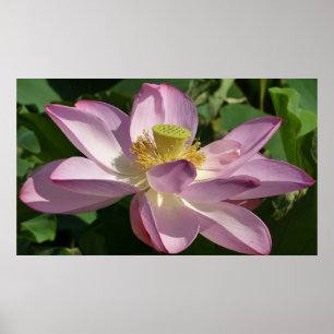 Roze Lotus Flower II Summer Floral Poster