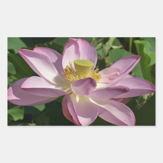 Roze Lotus Flower II Summer Floral Rechthoekige Sticker (Voorkant)