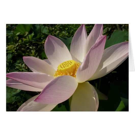 Roze Lotus Flower III Summer Floral (Voorkant Horizontaal)