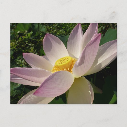 Roze Lotus Flower III Summer Floral Briefkaart (Voorkant)