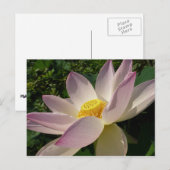 Roze Lotus Flower III Summer Floral Briefkaart (Voorkant / Achterkant)