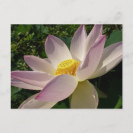 Roze Lotus Flower III Summer Floral Briefkaart