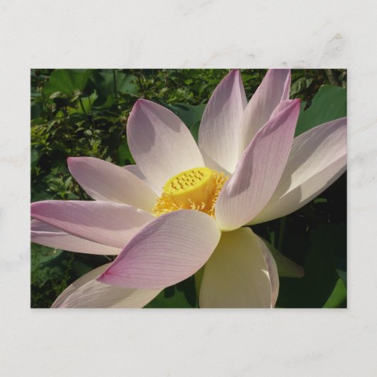 Roze Lotus Flower III Summer Floral Briefkaart (Voorkant)
