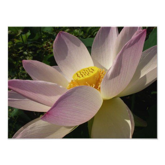 Roze Lotus Flower III Summer Floral Foto Afdruk (Voorkant)
