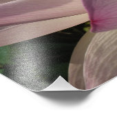 Roze Lotus Flower III Summer Floral Foto Afdruk (Hoek)