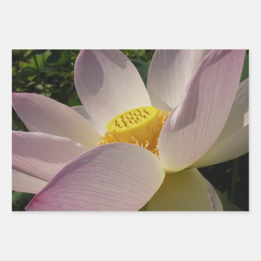 Roze Lotus Flower III Summer Floral Inpakpapier Vel (Voorkant 3)